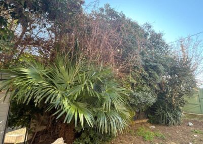 Aménagement extérieur jardin Marseille 12e – Élagage et coupe de la végétation existante